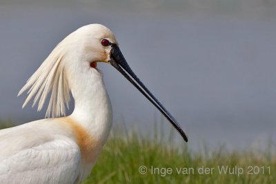 Spoonbill - Lepelaar