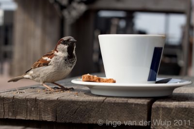 House sparrow - Huismus - Passer domesticus