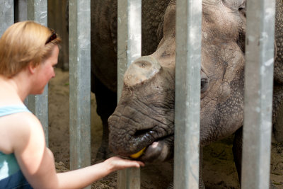 Indian Rhinoceros - Indische neushoorn - Rhinoceros unicornis