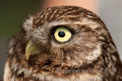 Little owl - Steenuil - Athene Noctua