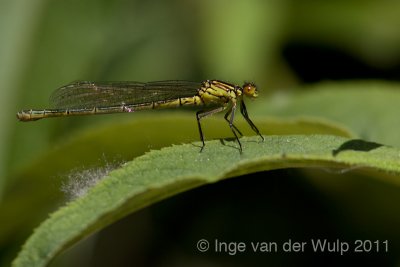 Red-eyed damselfly - Grote Roodoogjuffer - Erythromma najas