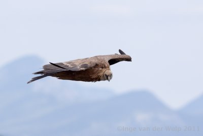 Griffon Vulture - Vale Gier - Gyps fulvus