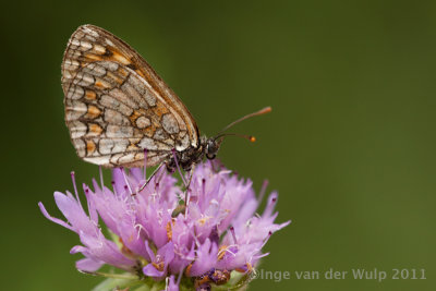 Bosparelmoer2