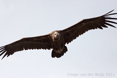 Black Vulture - Monniksgier - Aegypius monachus