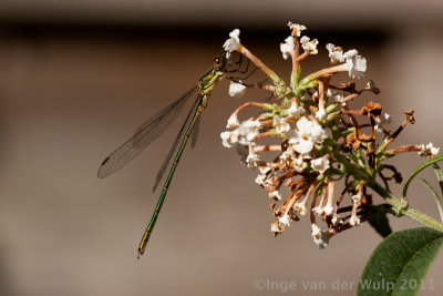 Red-eyed damselfly - Grote Roodoogjuffer - Erythromma najas