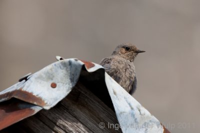 Black Redstart - Zwarte Roodstaart - Phoenicurus ochruros