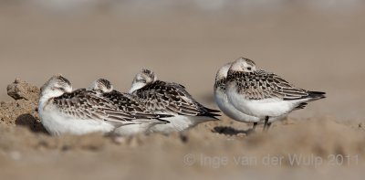 Sanderling - Drieteenstrandloper - Calidris alba