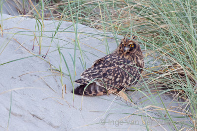 Short-eard Owl - Velduil - Asio flammeus