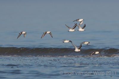 Sanderling - Drieteenstrandloper - Calidris alba