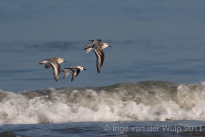 Sanderling - Drieteenstrandloper - Calidris alba