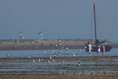 Ringed Plover - Bontbekplevier - Charadrius hiaticula