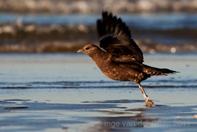 Arctic Skua - Kleine jager - Stercorarius parasiticus