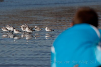 My son Timo taking a picture of Sanderlings