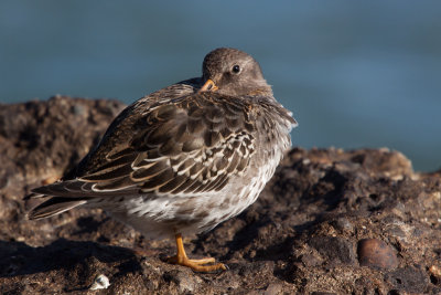 Purple Sandpiper - Paarse Strandloper - Calidris maritima