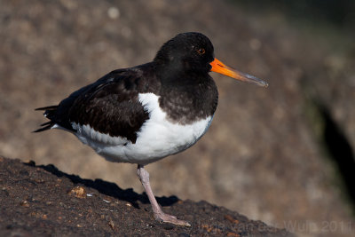 Oystercatcher - Scholekster - Haematopus ostralegus