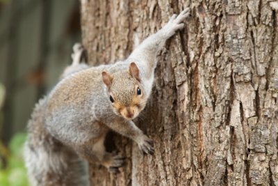 Red Squirrel - Hudson Eekhoorn - Tamiasciurius hudsonicus
