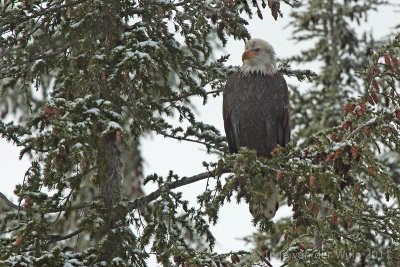 Bald Eagle - Amerikaanse Zeearend - Haliaeetus leucocephalus