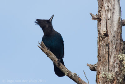 Steller's Jay