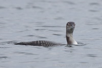 Loon8587.jpg