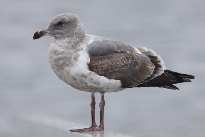 Meeuw8511.jpg