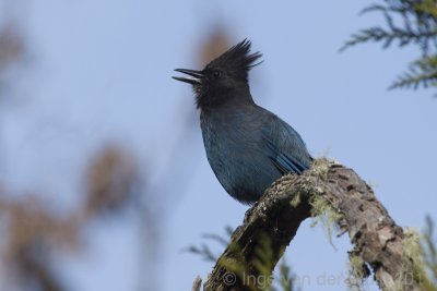 StellersJay9582.jpg