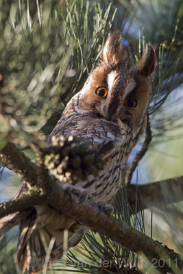 Long eared Owl - Ransuil - Asio otus