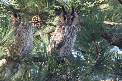 Long eared Owl - Ransuil - Asio otus