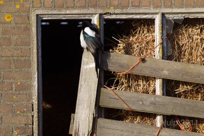 Magpie - Ekster - Pica pica