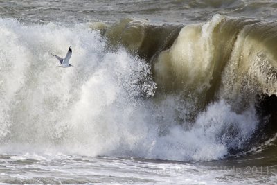 Common Gull - Stormmeeuw - Larus canus