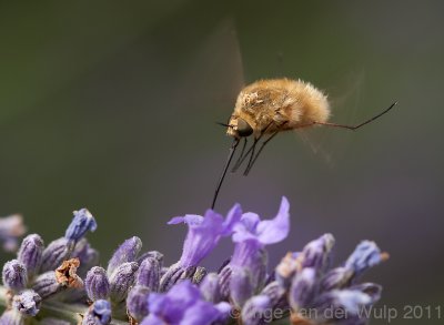 Bee fly - Wolzwever - Bombylius major