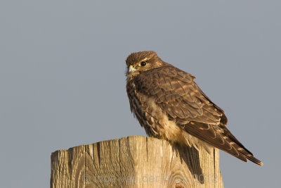 Merlin - Smelleken - Falco columbarius