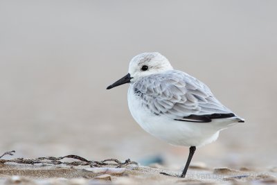 Sanderling - Drieteenstrandloper - Calidris alba