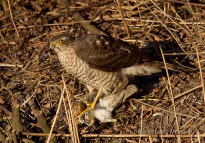 Sparrow Hawk - Sperwer - Accipiter nisus