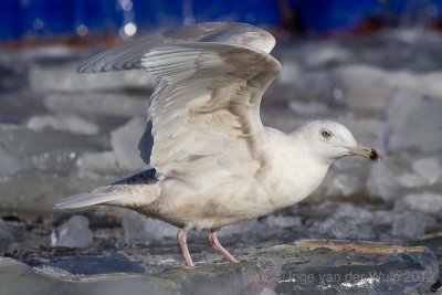Glaucous Gull - Grote Burgemeester - Larus hyperboreus