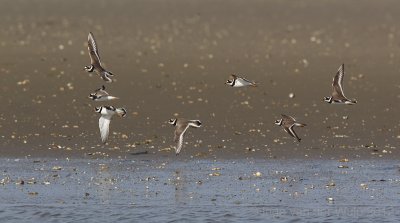 Ringed Plover - Bontbekplevier - Charadrius hiaticula 
