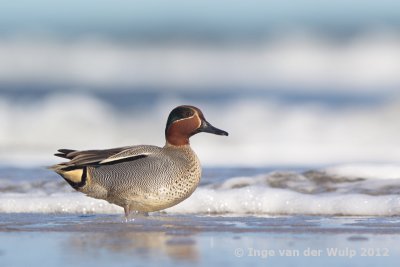 Teal - Wintertaling - Anas crecca