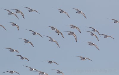 Sanderling - Drieteenstrandloper - Calidris alba