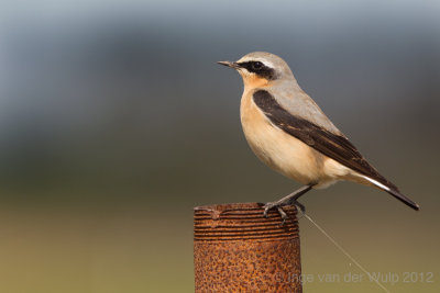 Wheater - Tapuit - Oenanthe oenanthe