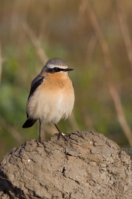 Wheater - Tapuit - Oenanthe oenanthe