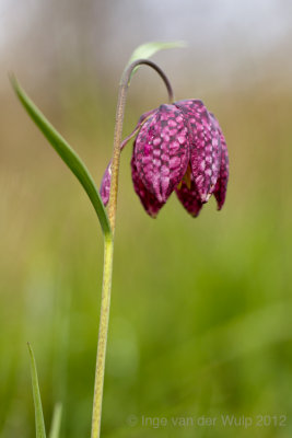 Snake's head fritillary - Kievitsbloem - Fritillaria meleagris