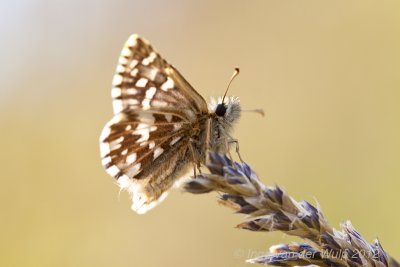 Grizzled skipper - Aardbeivlinder - Pyrgus malvae