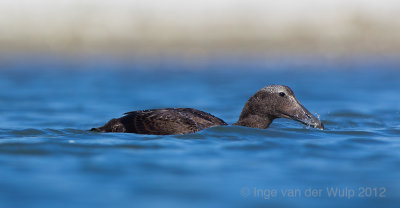 Eider - Somateria mollissima