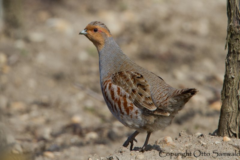 Grey Partridge - Perdix perdix