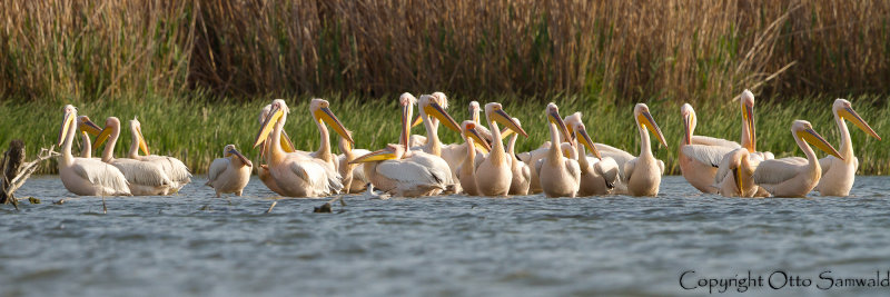 White Pelican - Pelecanus onocrotalus