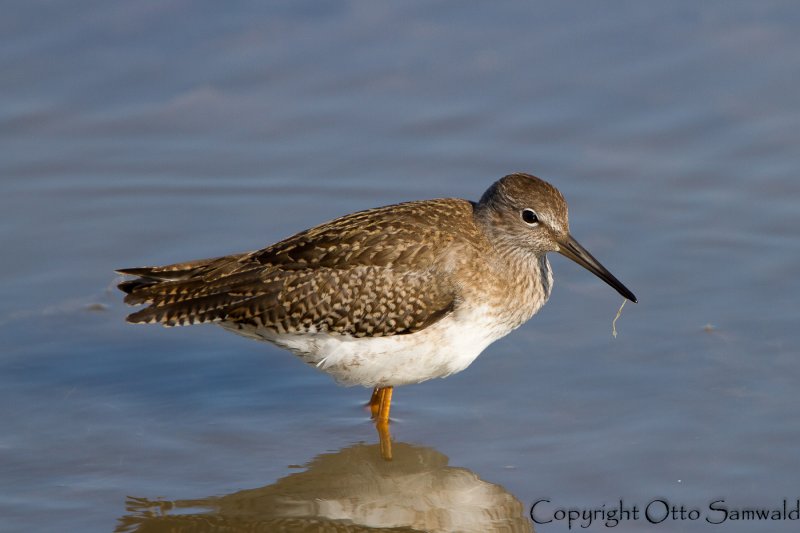 Redshank - Tringa totanus