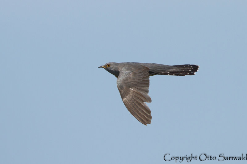 Common Cuckoo - Cuculus canorus