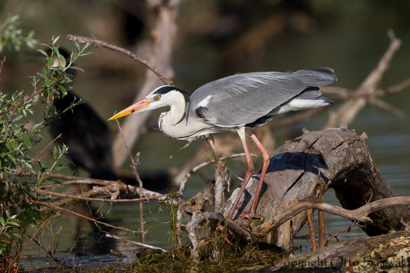 Grey Heron - Ardea cinerea