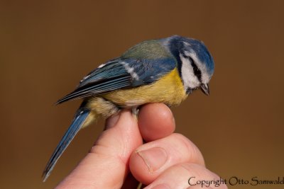 Blue Tit - Parus caeruleus