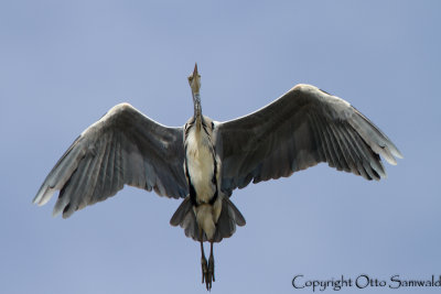 Grey Heron - Ardea cinerea