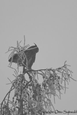 Eagle Owl - Bubo bubo